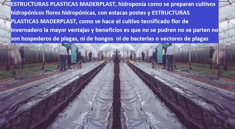hidroponía cultivo hidropónico en el piso o elevado en niveles con plásticos maderplast surcos tutores hidropónicos bandejas camas recipientes manual de cultivo hidropónico bandejas elevadas 00 hidroponía cultivo hidropónico en el piso o elevado en niveles con plásticos maderplast surcos tutores hidropónicos bandejas camas recipientes manual de cultivo hidropónico bandejas elevadas 00 hidroponía cultivo hidropónico en el piso o elevado en niveles con plásticos maderplast surcos tutores hidropónicos bandejas camas recipientes manual de cultivo hidropónico bandejas elevadas 00